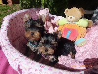 CHIOT